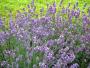 Seminte profesionale  Lavandula angustifolia - Levantica - imagine 49466